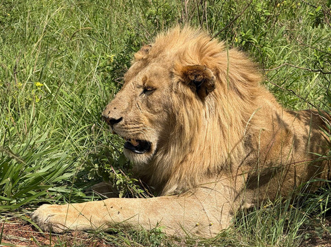 Masai Mara National Reserve-纳罗克必去景点