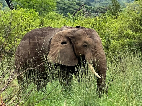 Safari with Edris-坎帕拉必去景点