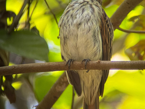 Morpho Vans-圣何塞必去景点