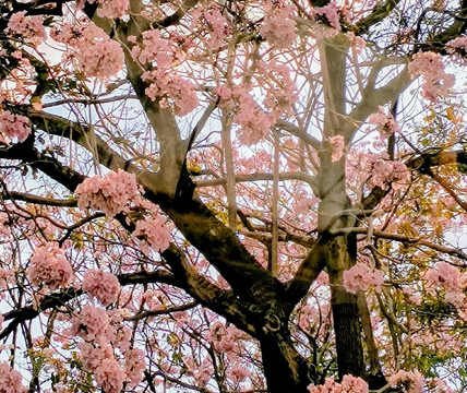 ILT Costa Rica-圣何塞必去景点