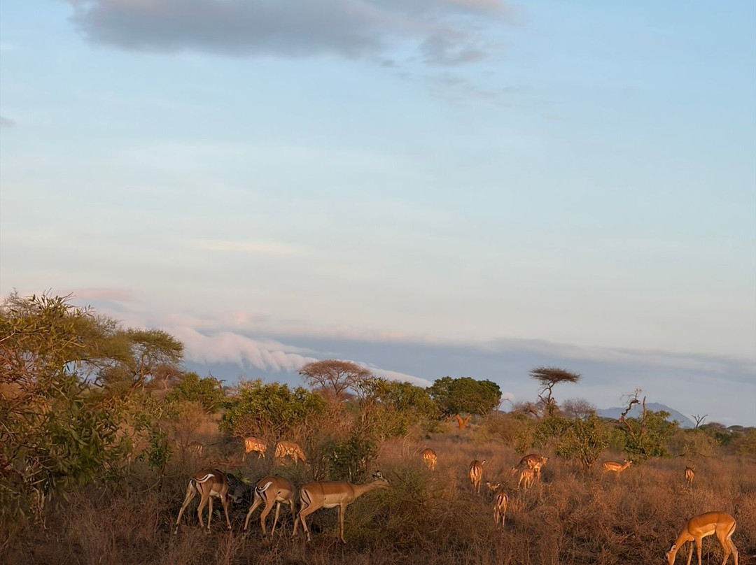 Tsavo East National Park-查佛必去景点