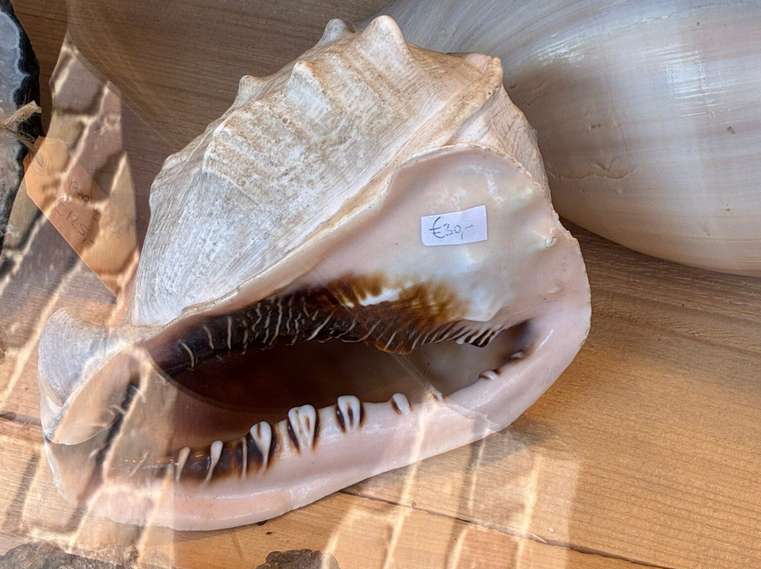 GeoRockShop aan Zee-Egmond aan Zee必去景点