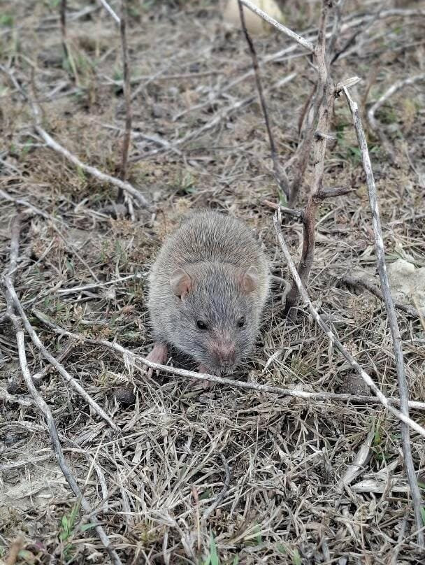 Wild Trails Nepal-Thakurdwara必去景点