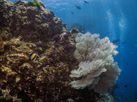西海岸潜水员-查龙必去景点