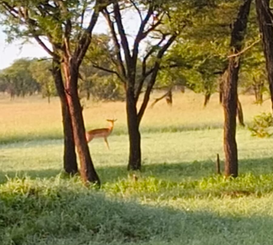 Serengeti Queens Camp-Seronera必去景点