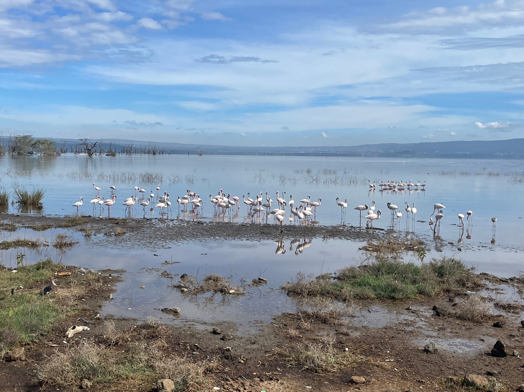 Malnodez Safaris-纳库鲁必去景点