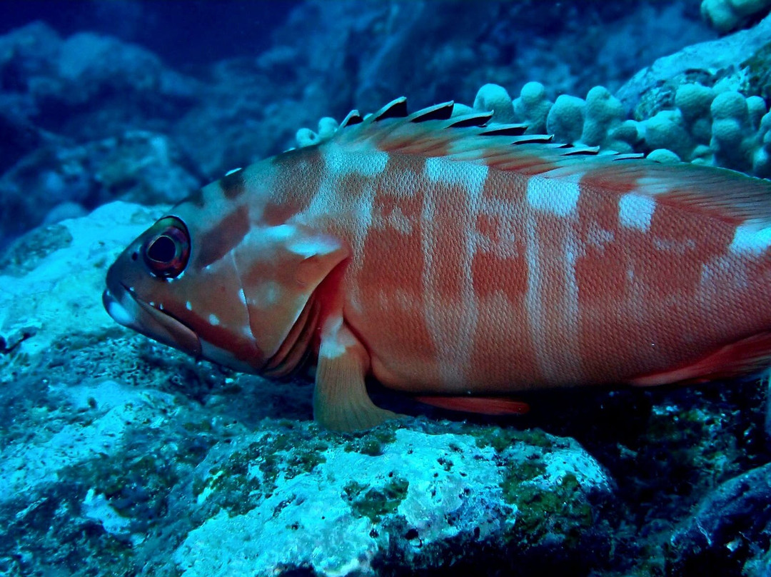 Blue Bay Divers Diving Centre-蓝湾必去景点