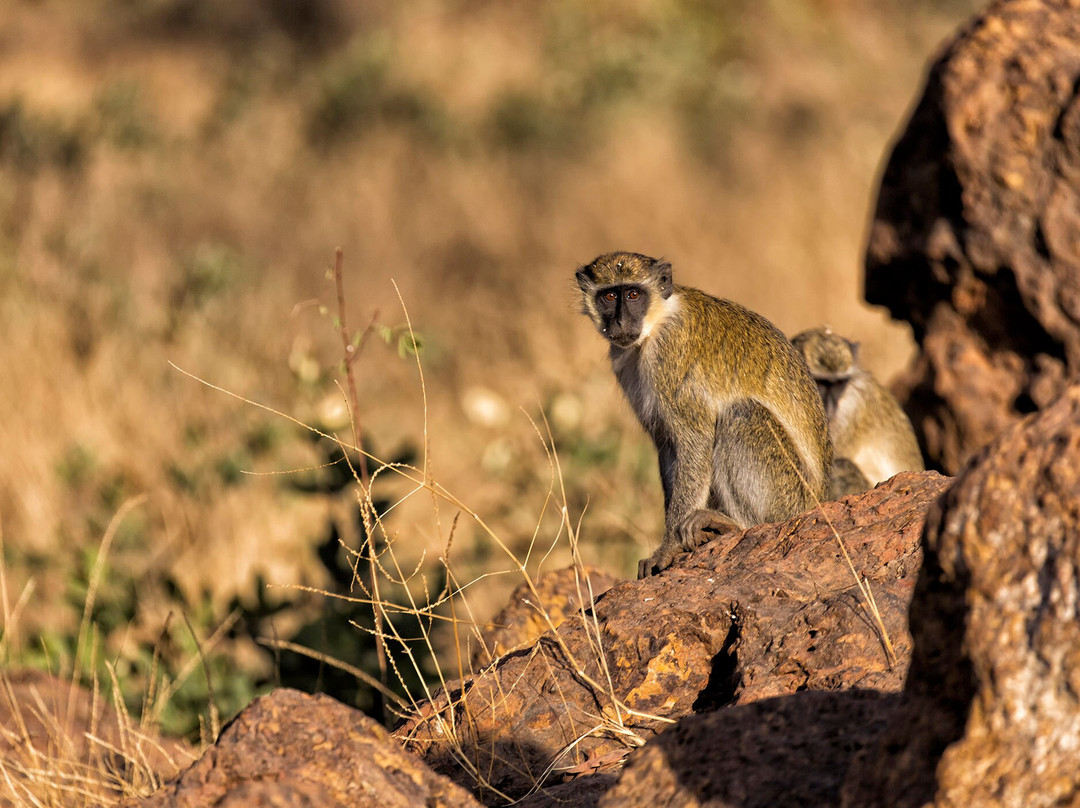Reserve De Bandia-Saly必去景点