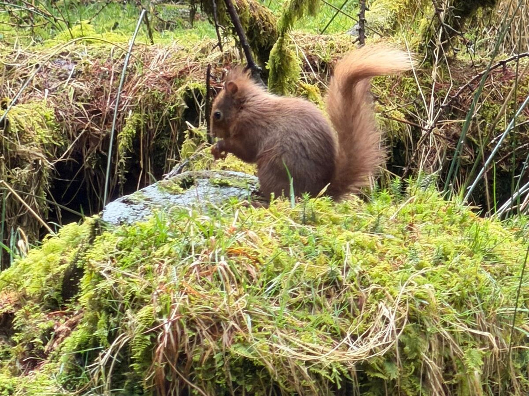 Snaizeholme Red Squirrel Trail-约克郡河谷国家公园必去景点