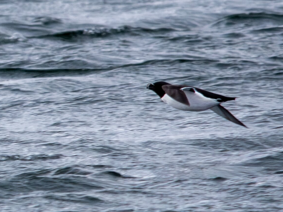 Dolphin Spirit Inverness-因弗内斯必去景点