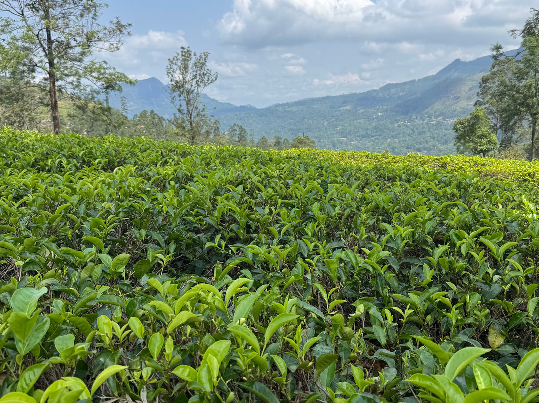 蓝田茶园-奴娃拉伊利雅必去景点