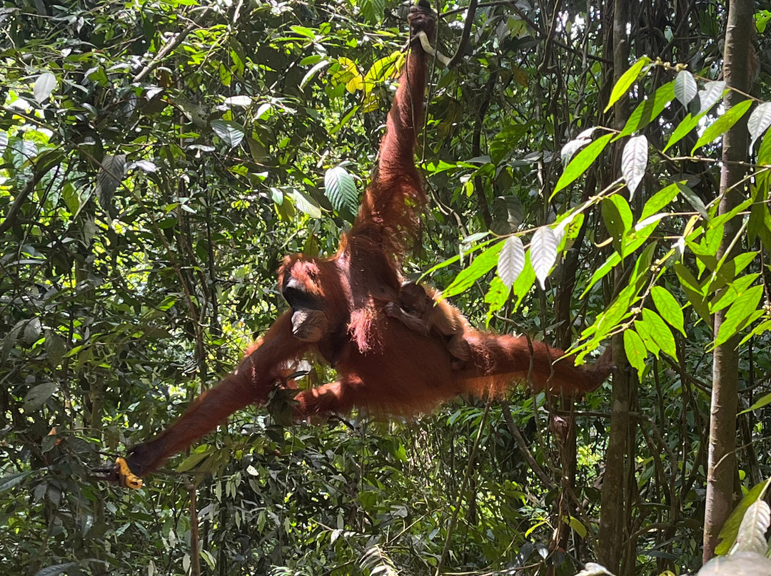Bukit Lawang Adventure-武吉拉旺必去景点