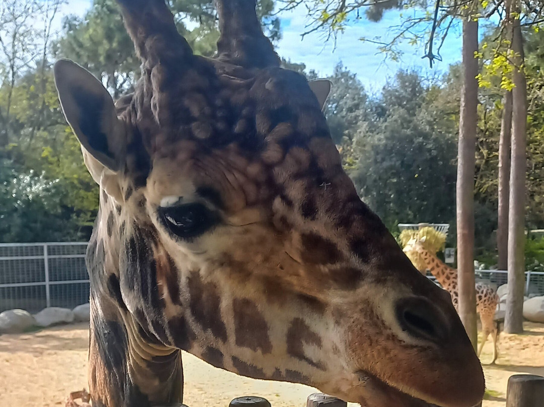 Zoo de La Palmyre-La Palmyre-Les Mathes必去景点
