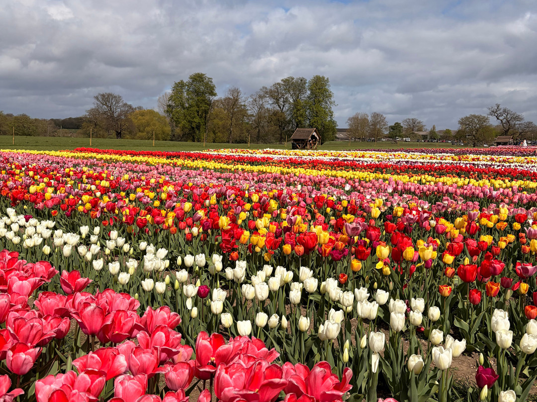 Tulleys Tulip Fields - Hertfordshire-圣奥尔本斯必去景点