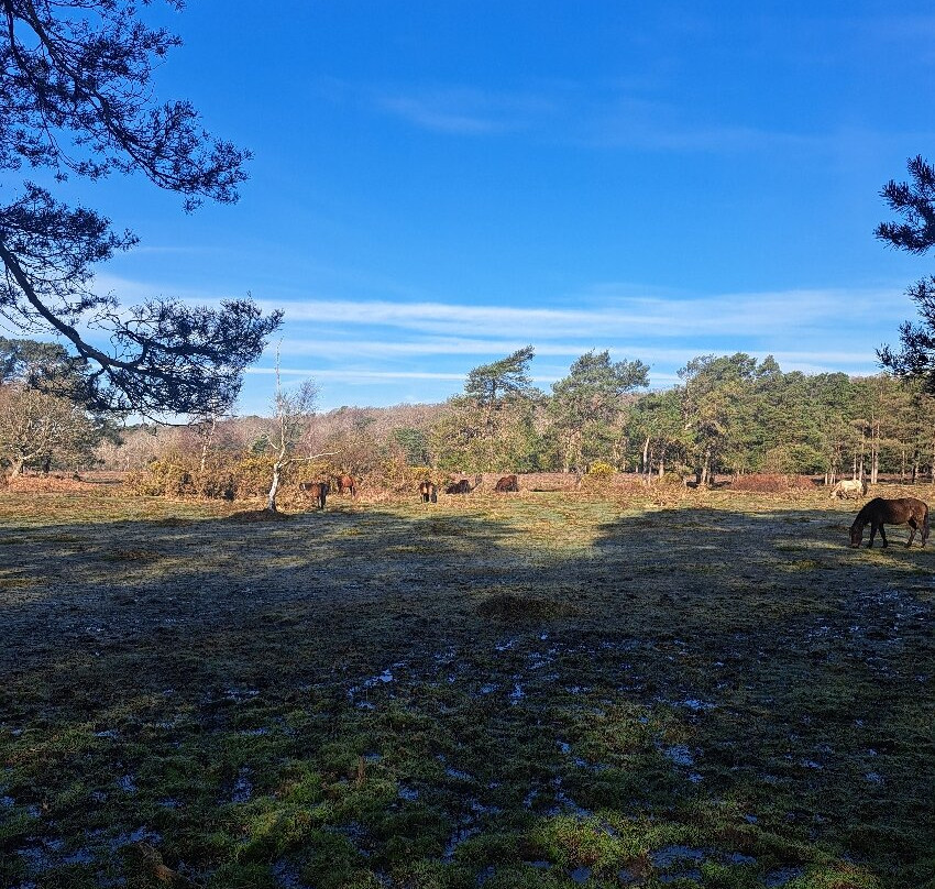 新森林国家公园-林德赫斯特必去景点