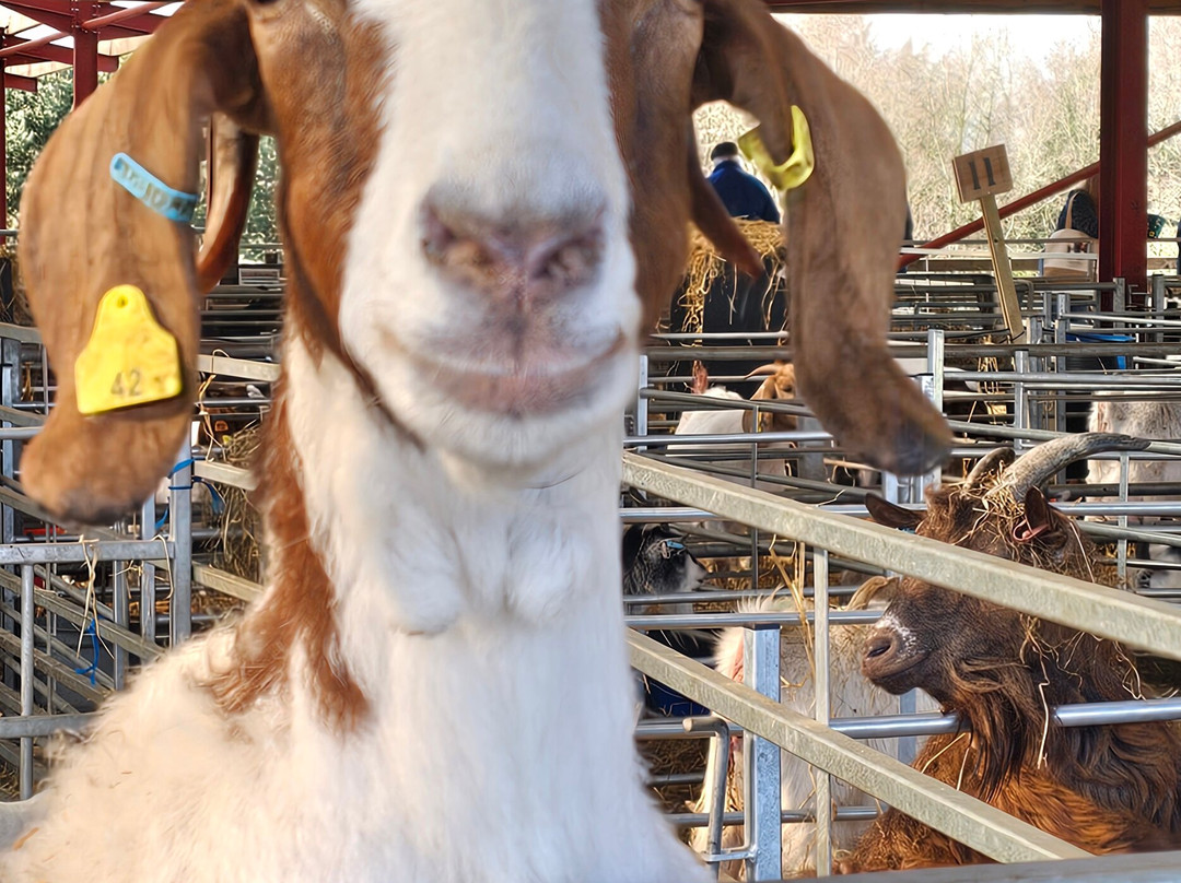 Dalscone Farm Fun-邓弗里斯必去景点