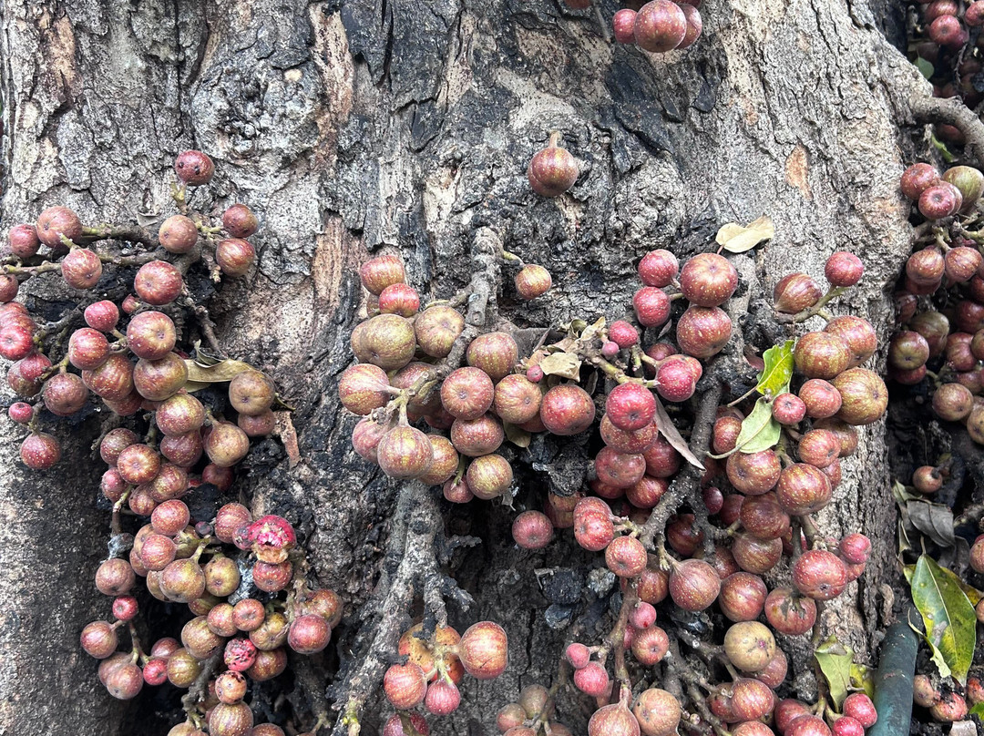 Toya Devasya Hot Spring-托亚班卡必去景点