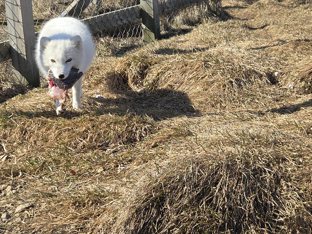 The Arctic Fox Centre-Sudavik必去景点