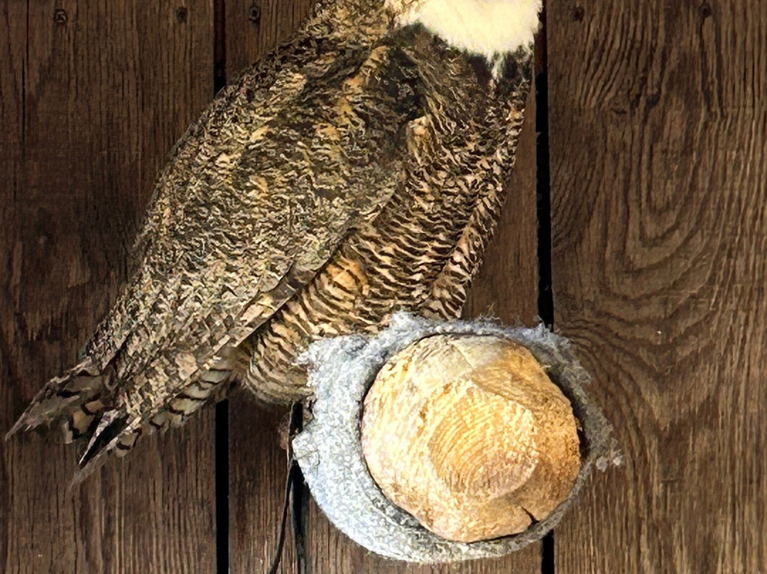 Monadnock Falconry-Temple必去景点