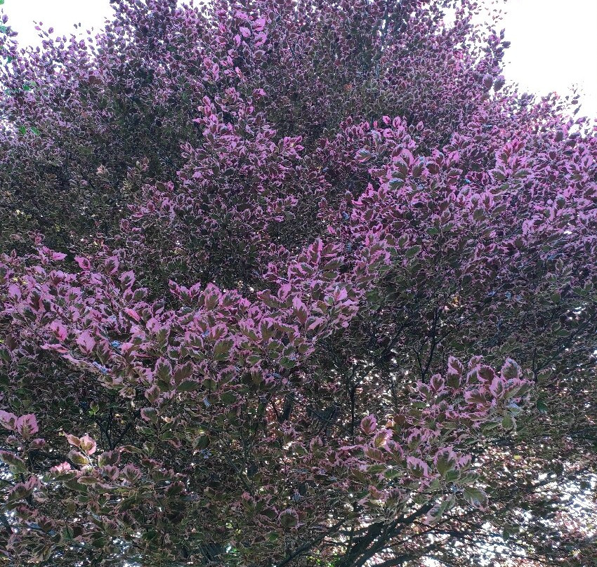 Isole Borromee-斯特雷萨必去景点