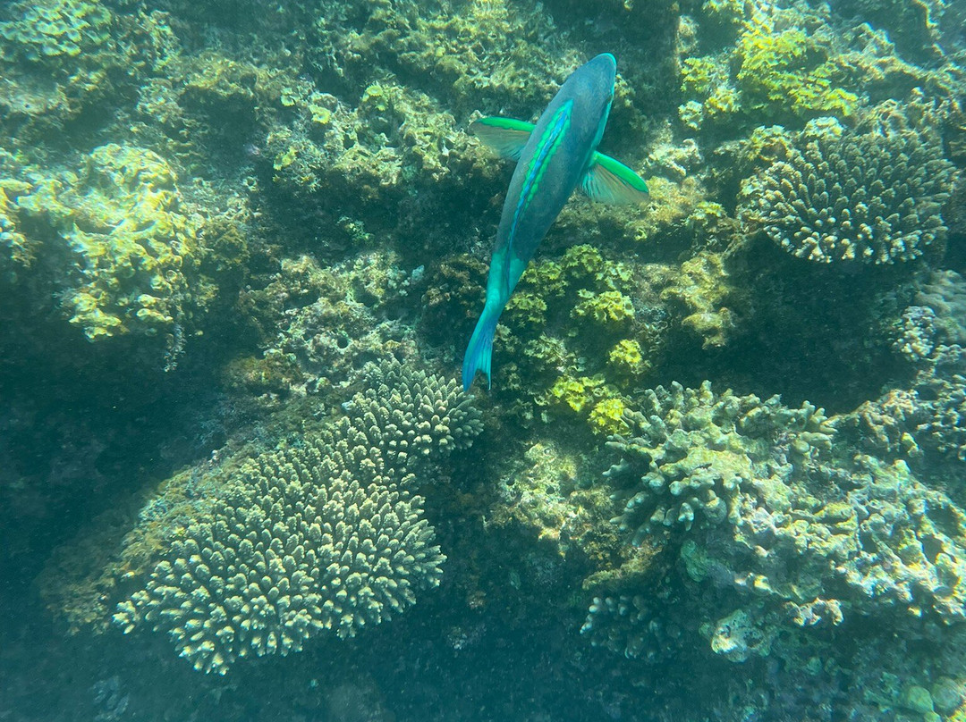 Ningaloo Reef Dive & Snorkel-珊瑚湾必去景点