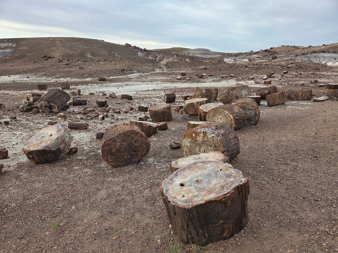 Petrified Forest National Park-霍尔布鲁克必去景点
