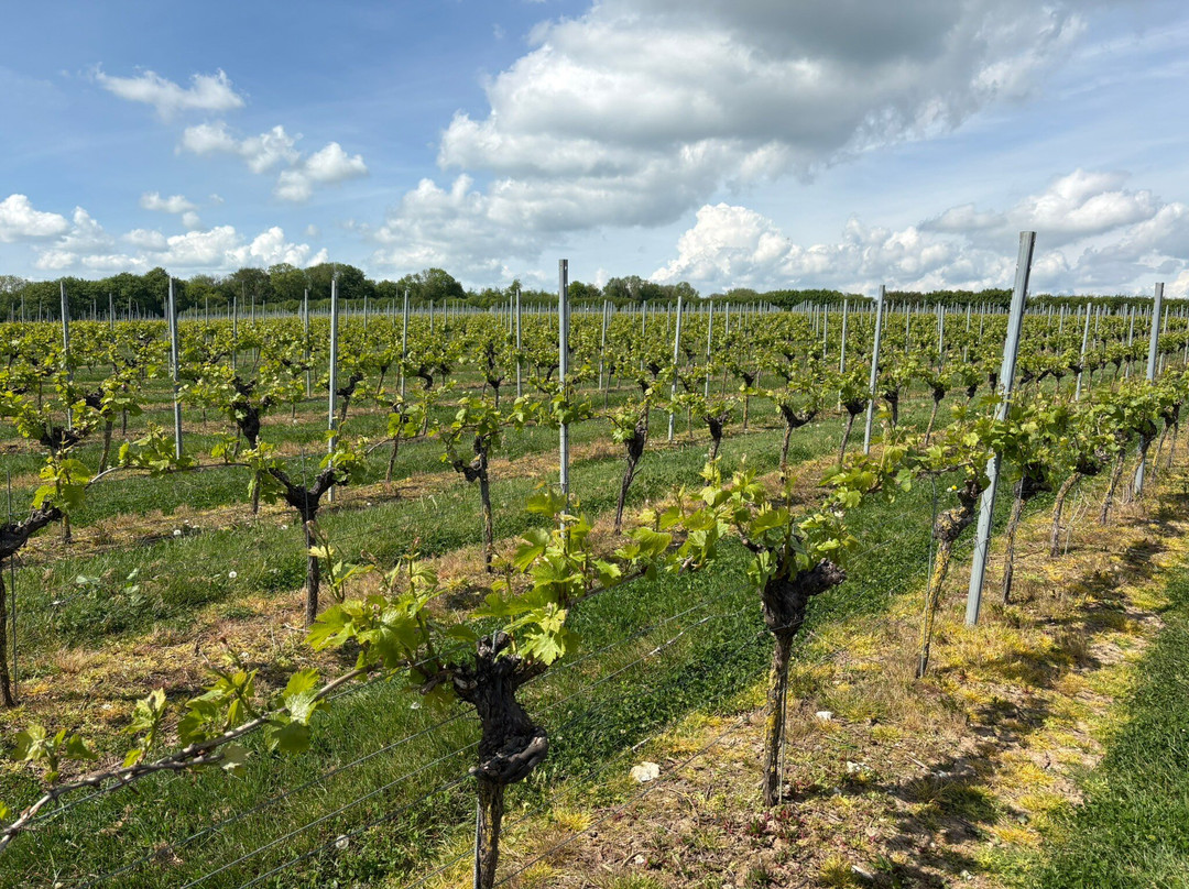 Langham Wine Estate Vineyard-多切斯特必去景点
