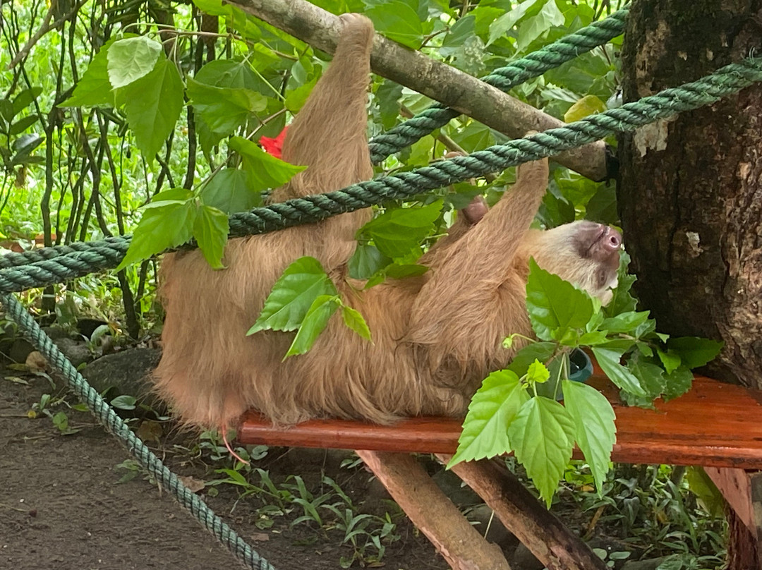 Jaguar Rescue Center-旧港必去景点