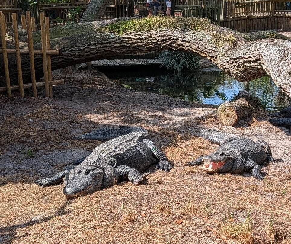 St. Augustine Alligator Farm Zoological Park-圣奥古斯丁必去景点