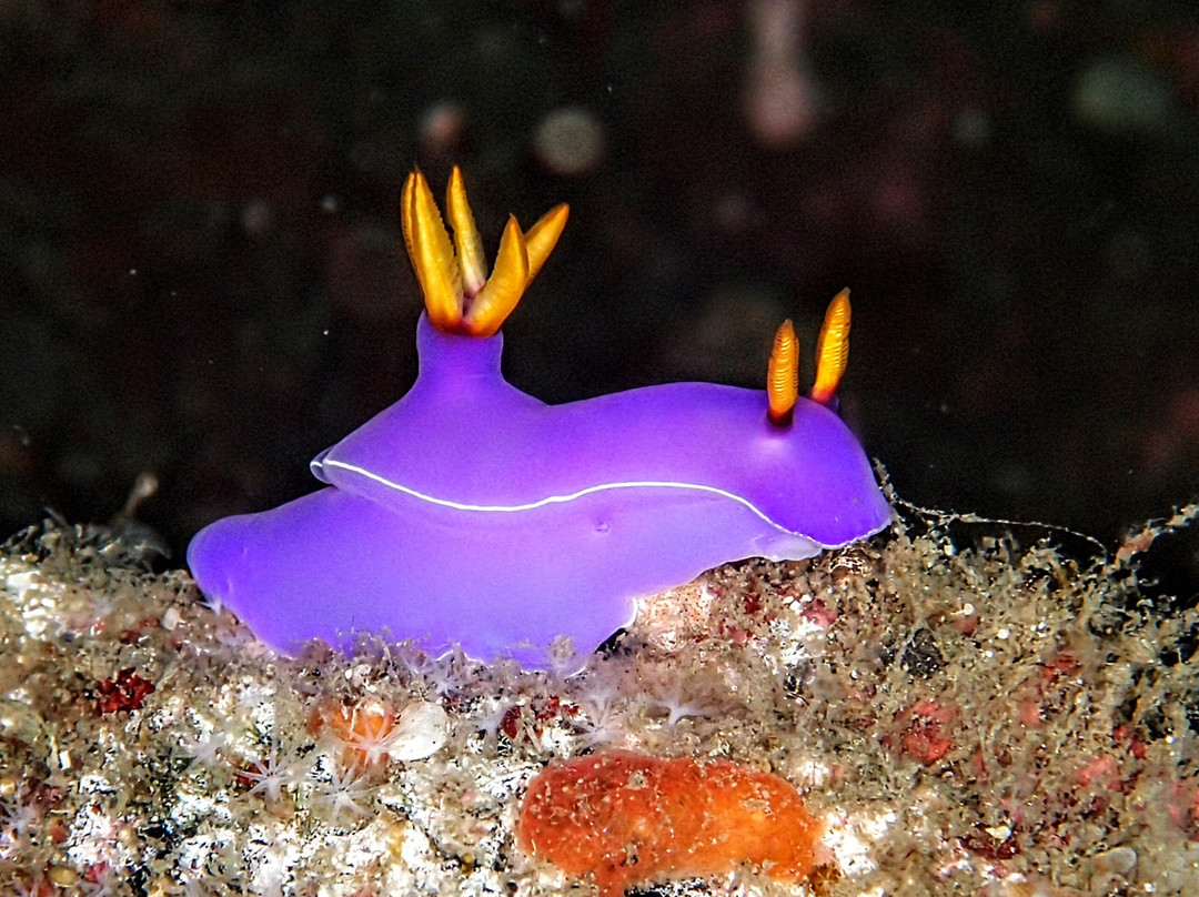 Divers Lodge Lembeh主图