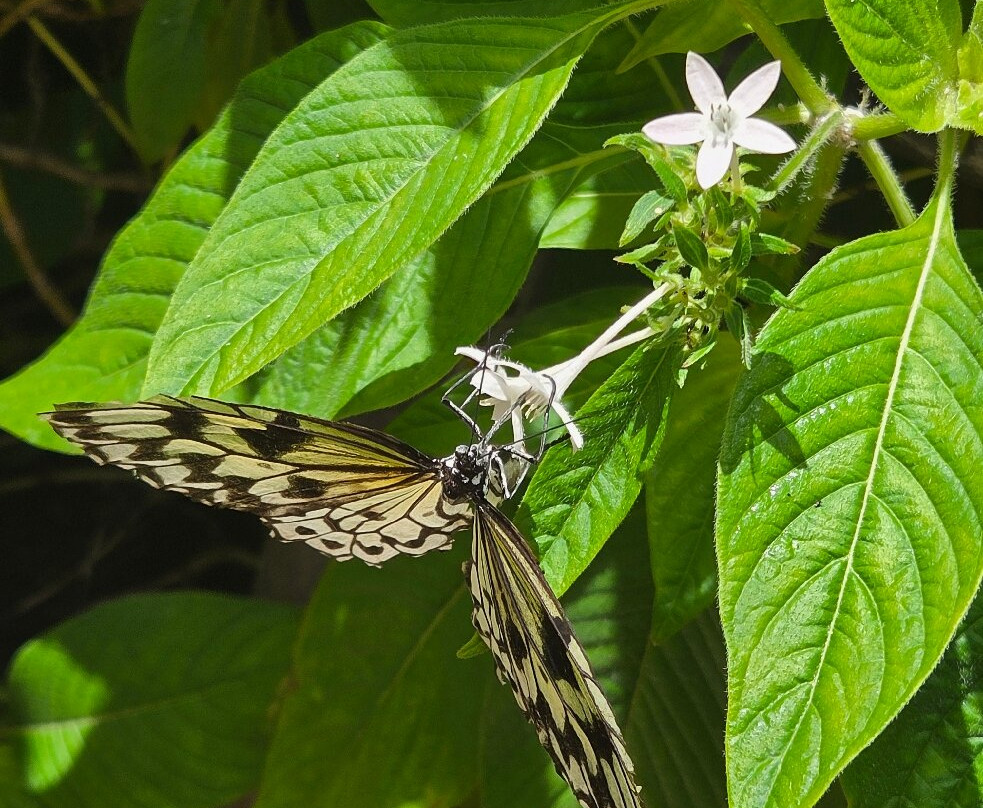Butterfly World-Coconut Creek必去景点