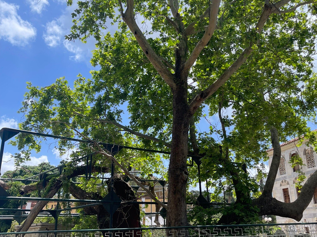 Hippocrates Tree-Kos Town必去景点