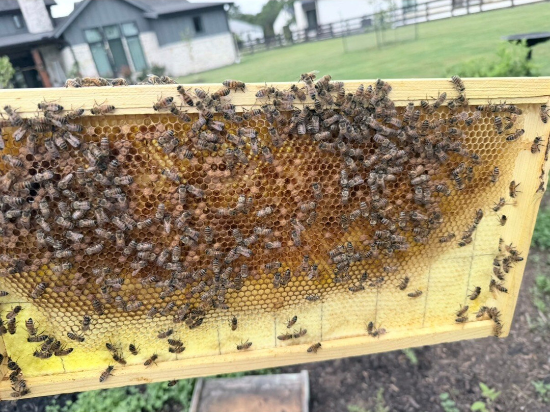 Beeweaver Honey Farm-Navasota必去景点