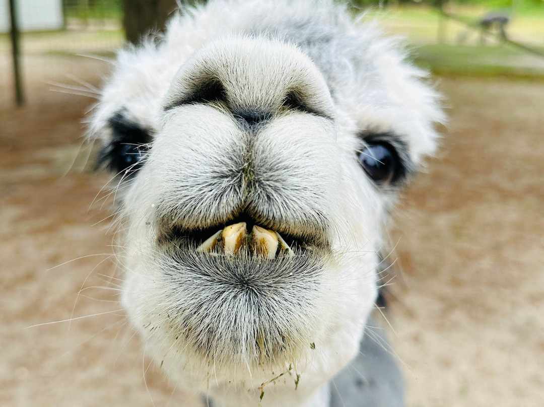 Jersey Shore Alpacas-开普梅必去景点