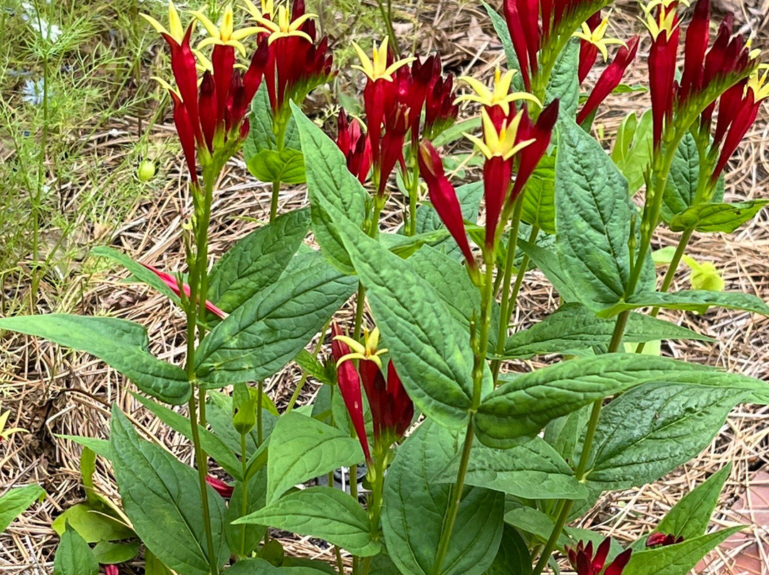 State Botanical Garden of Georgia-阿森斯必去景点
