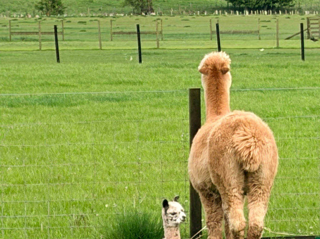 Bowbridge Alpacas Scotland-Peat Inn必去景点