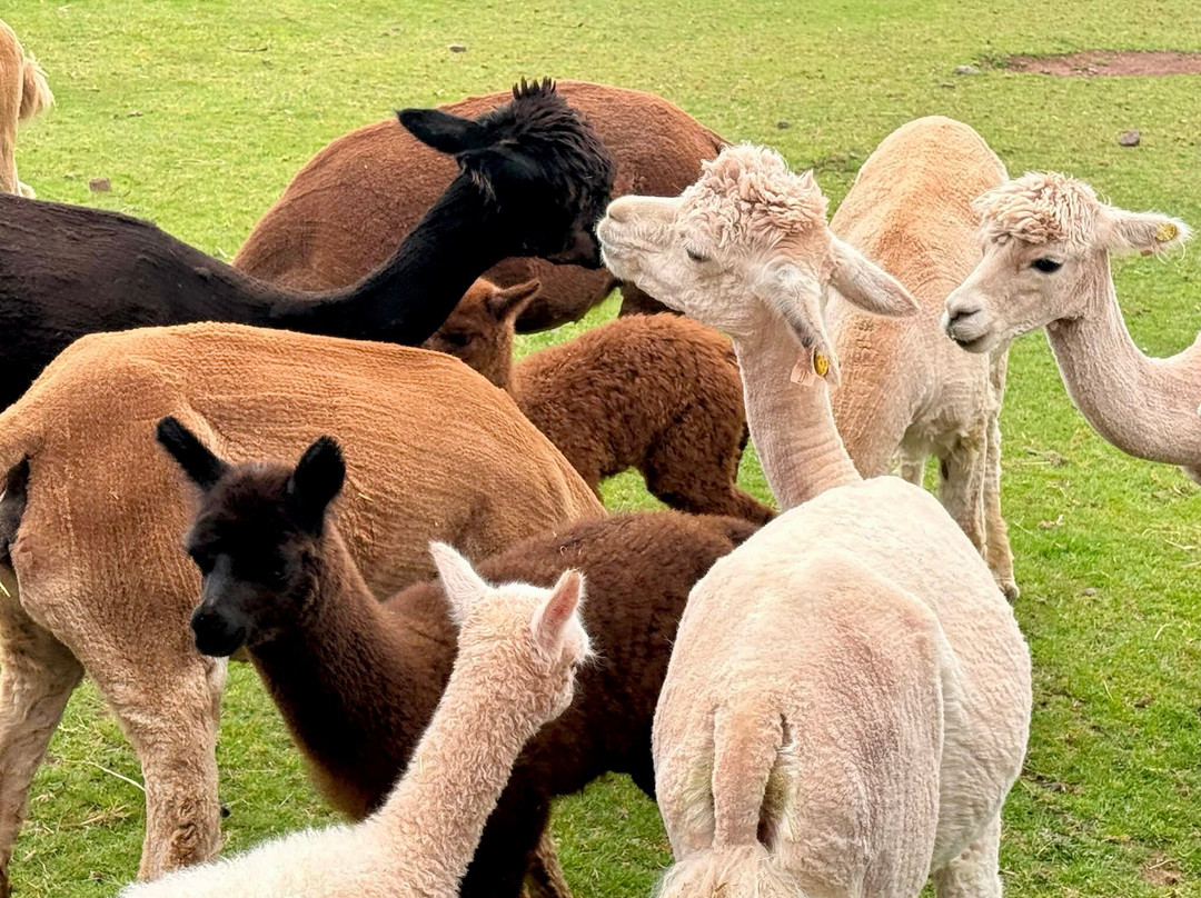 Pembrokeshire Alpaca Trekking-腾比必去景点