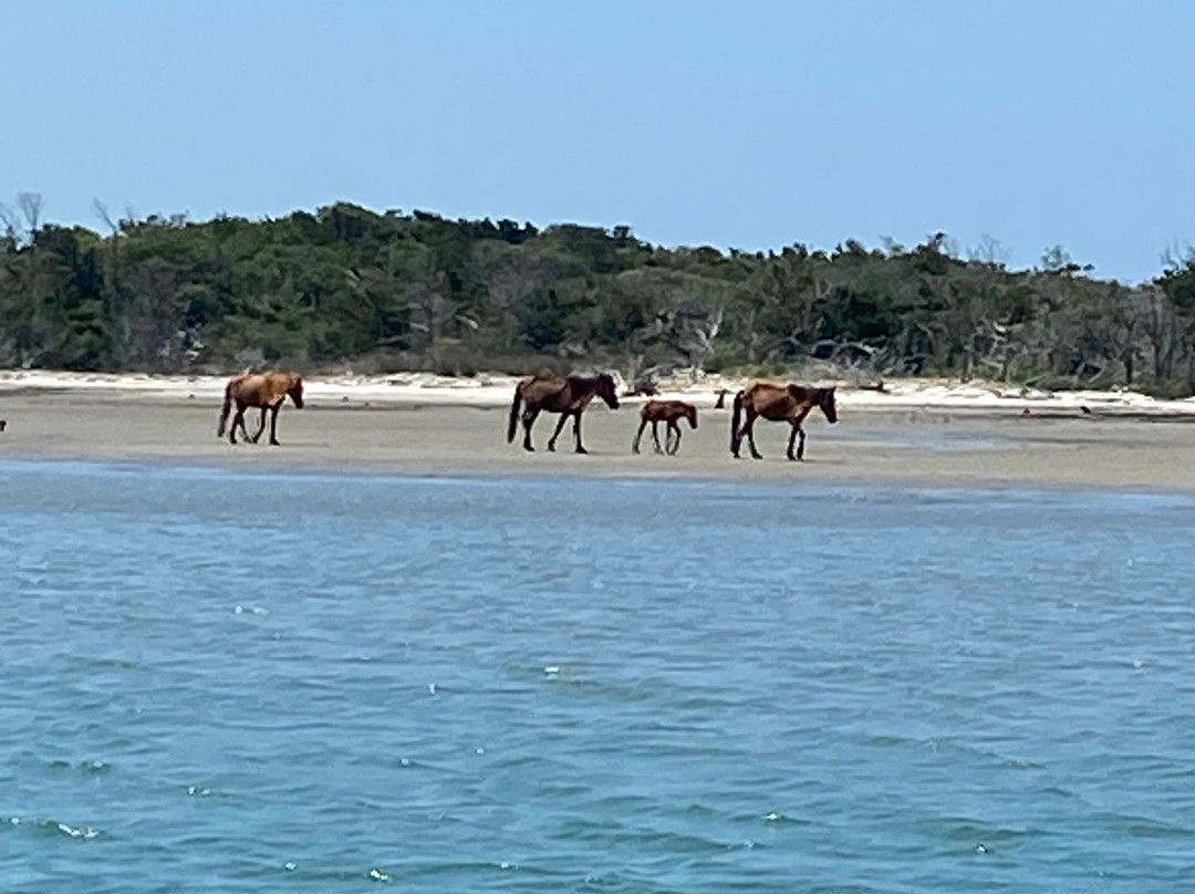 Crystal Coast Ecotours-莫尔黑德城必去景点