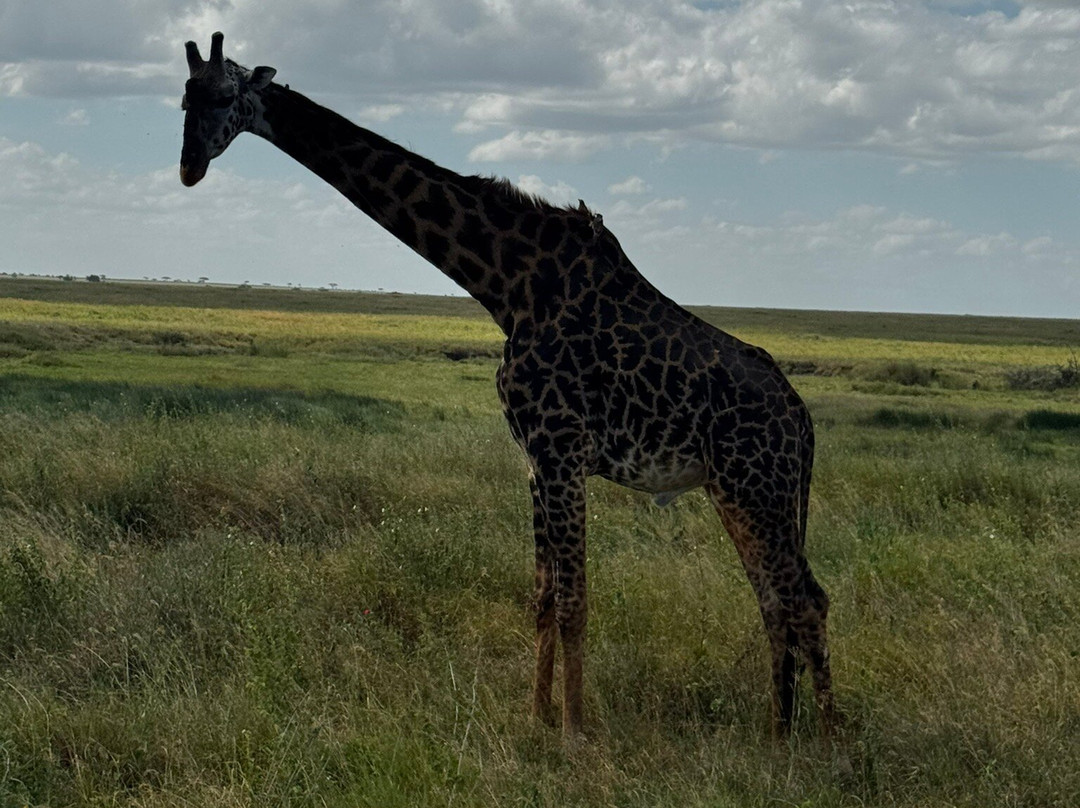 Tazama Africa Tours and Safari-阿鲁沙国家公园必去景点