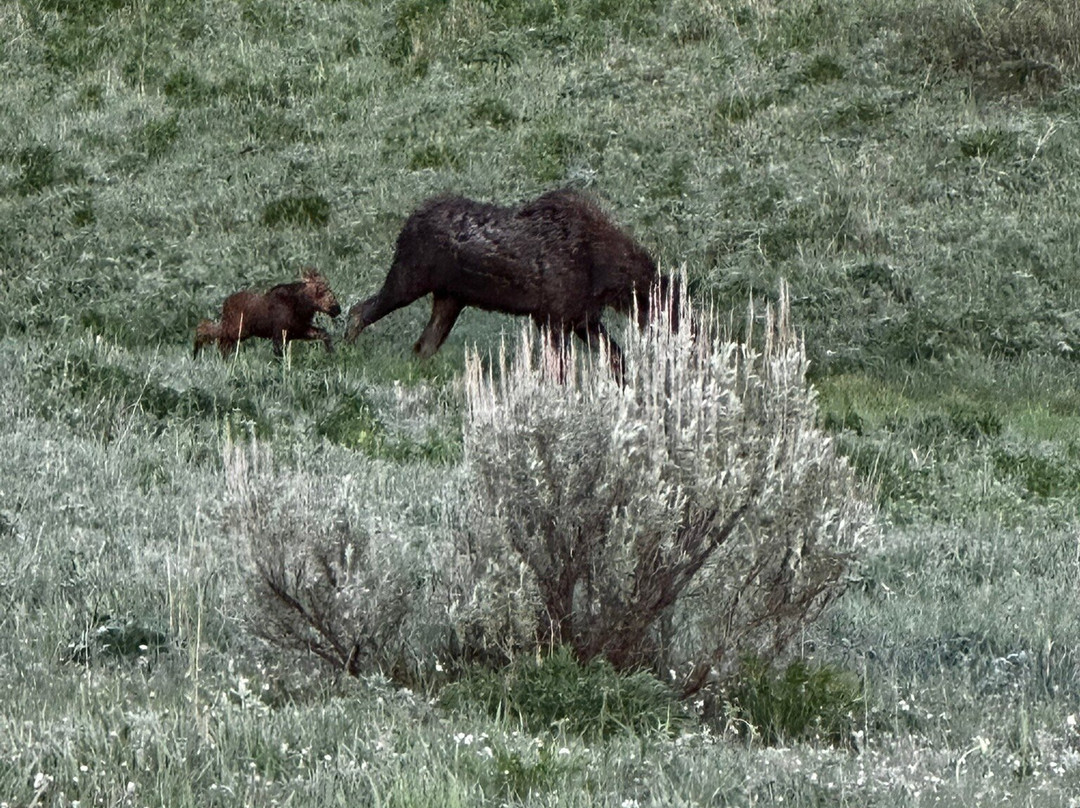 Yellowstone Wild-加德纳必去景点