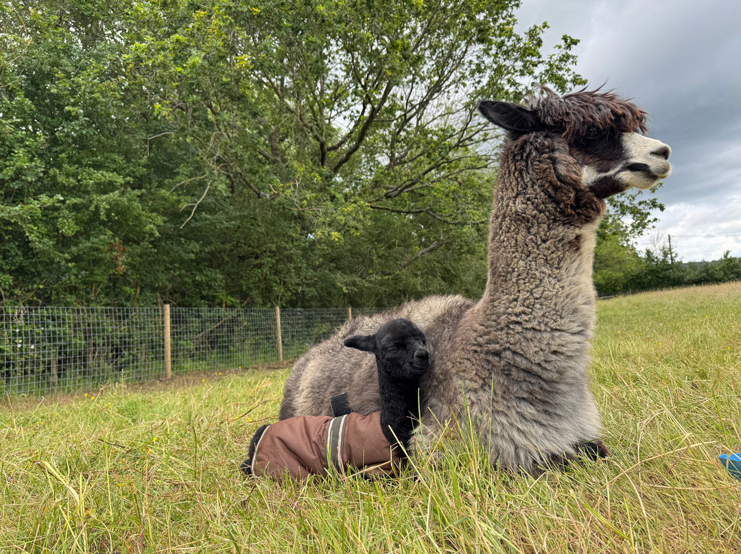 London Alpacas-Epping必去景点