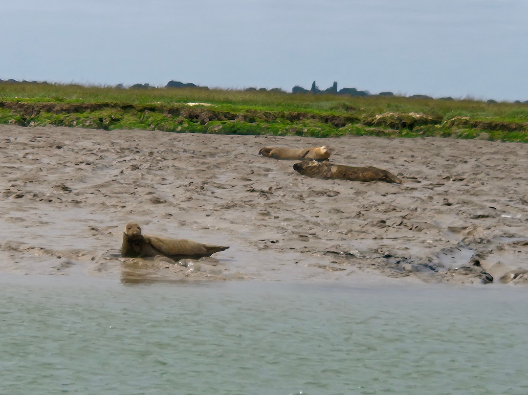 Wildlife Boat Trips-Walton-on-the-Naze必去景点