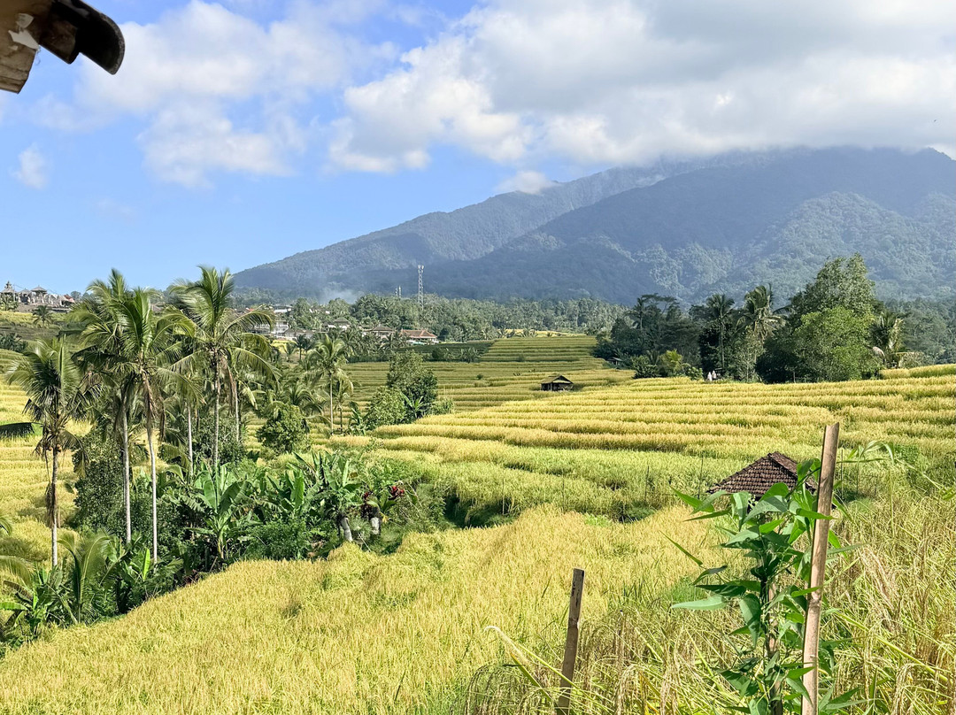 Bali Life Tours-乌布必去景点
