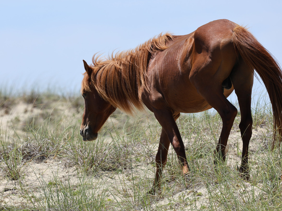 Shackleford Banks-Harkers Island必去景点