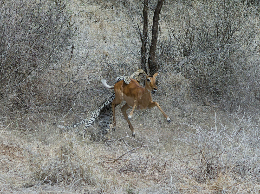 Evergreen Escape Expeditions - Africa-南由基必去景点