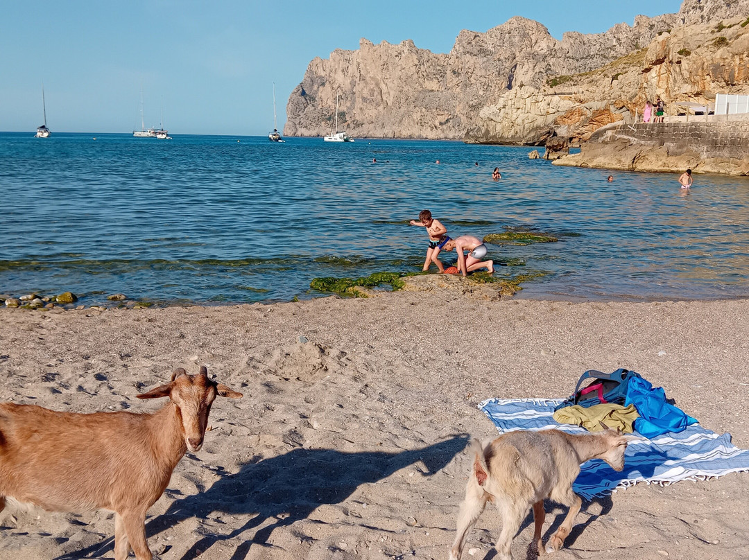 Platja de Cala Barques-Cala Sant Vicenc必去景点