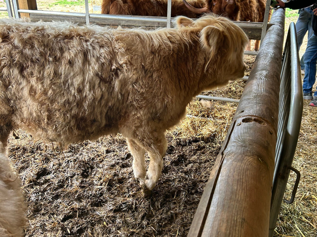Quex Adventure Farm Park-Birchington必去景点