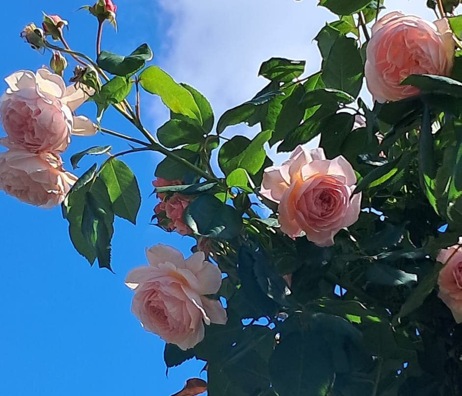 Europa Rosarium-Sangerhausen必去景点