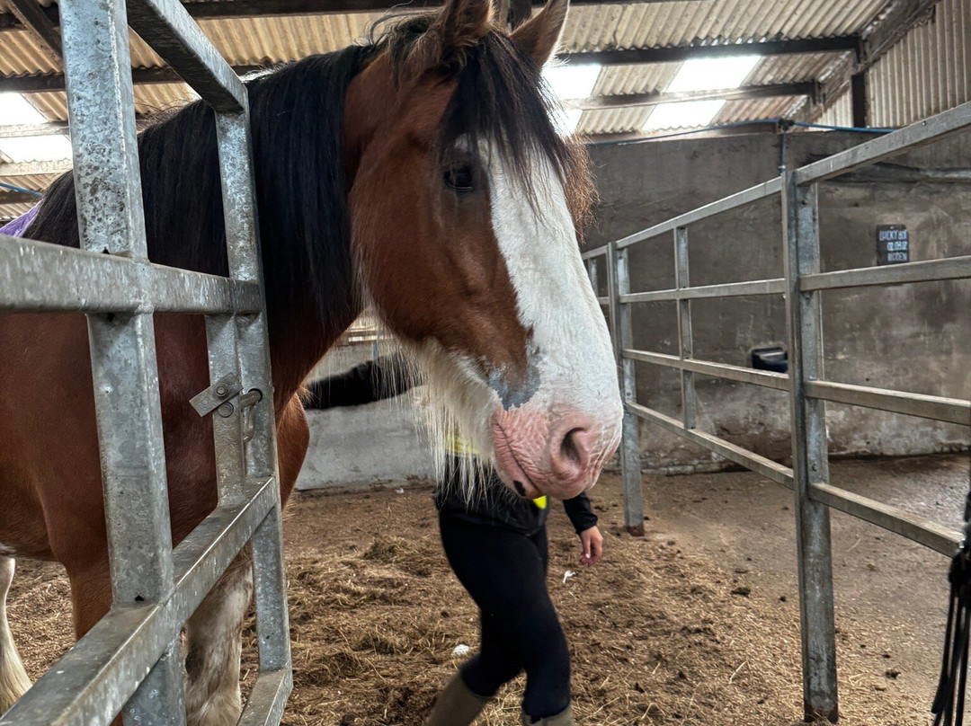Blackstone Clydesdales Experience-Cumnock必去景点