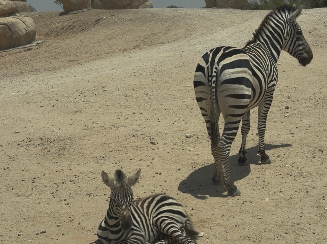 Al Ain Zoo 2017 2018 2019-艾因市必去景点